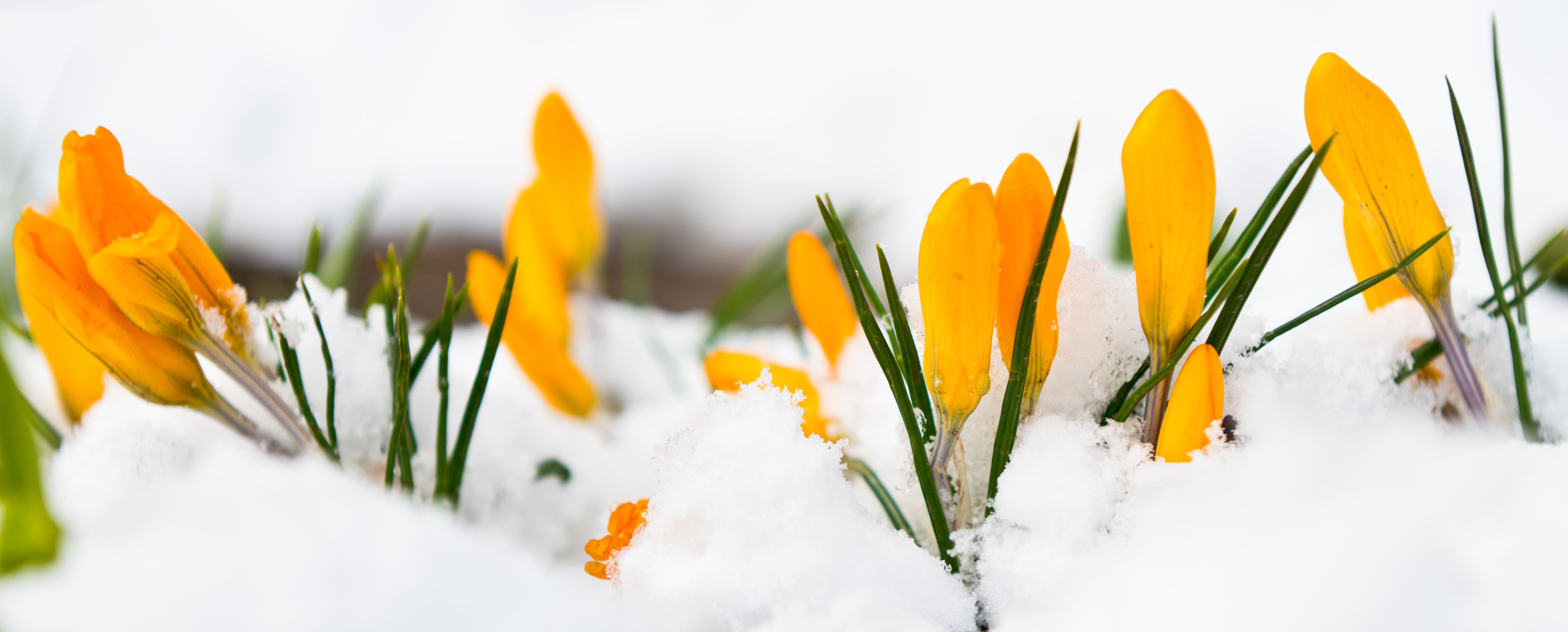 First spring flowers. Yellow Crocuses  blooming through the snow